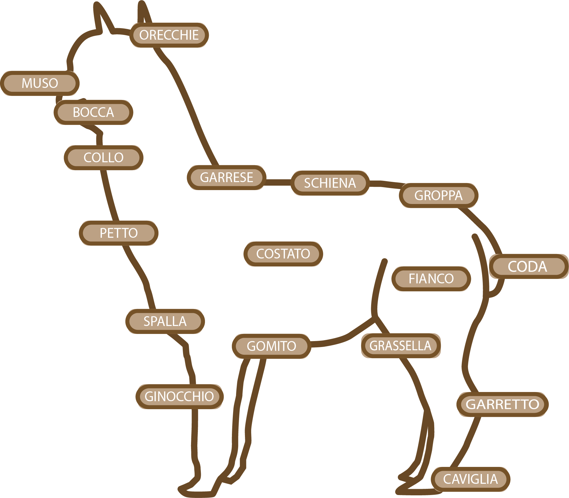 Immagine descrittiva delle parti anatomiche dell'alpaca: testa corpo, zampe, collo, orecchie e coda